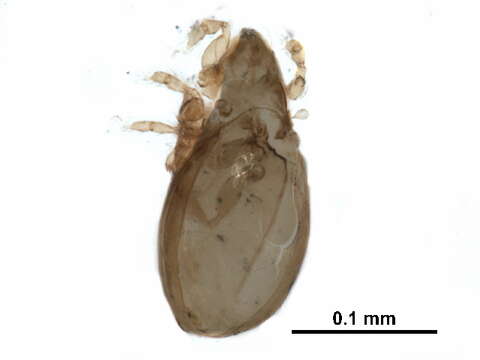 Oribatulidae Thor 1929 resmi