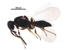 Image of Platygaster