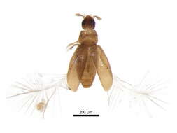 Image of featherwing beetles