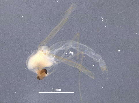 Image of Rheotanytarsus