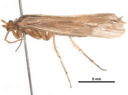 Image of Limnephilus