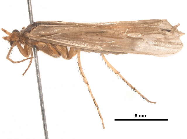 Image of Limnephilus