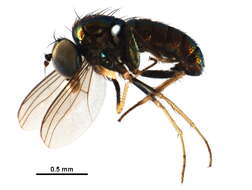 Image of Chrysotus