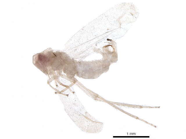 Sivun Zonocyba hockingensis (Knull 1945) kuva