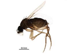 Image of scuttle flies