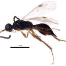 Image de Proctotrupidae