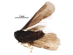 Image of derbid planthoppers