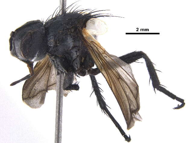Image of Cylindromyia binotata (Bigot 1878)