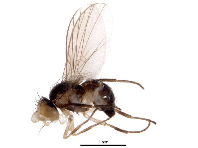 Image of Liriomyza