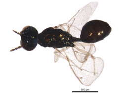 Image of Chrysocharis