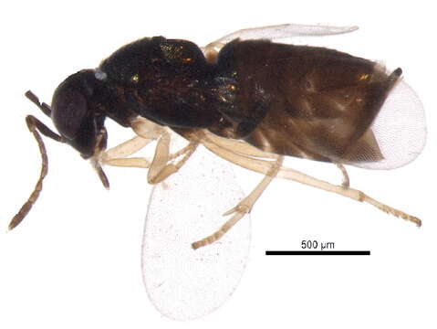 Image of Aphelinidae