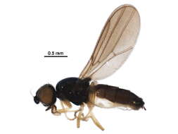 Image of Carnoidea