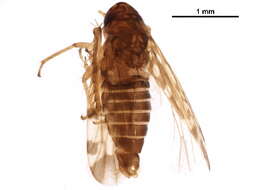 Image of Xestocephalus