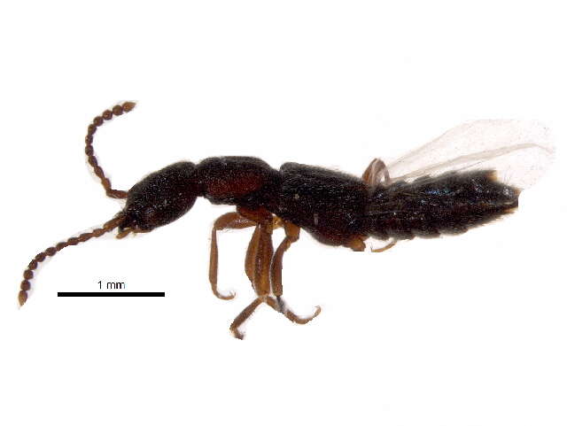 Image of rove beetles