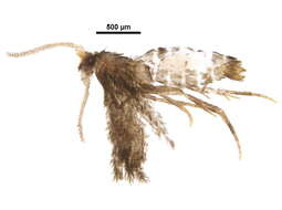 Plancia ëd Stigmella ostryaefoliella (Clemens 1861) Wilkinson et al. 1979