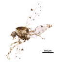 Ceratopogoninae的圖片