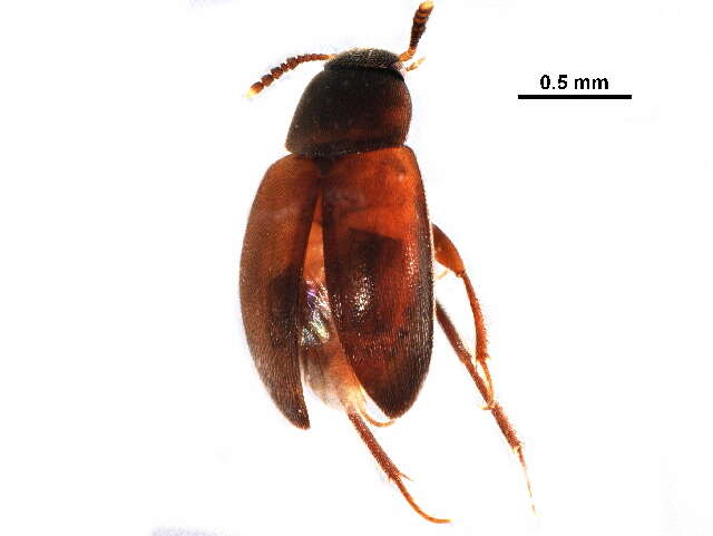 Image of Sciodrepoides watsoni (Spence 1813)