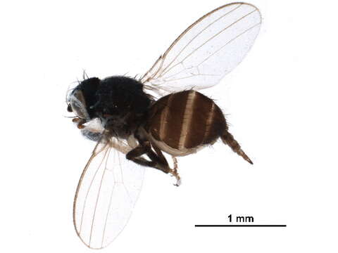 Image of freeloader flies