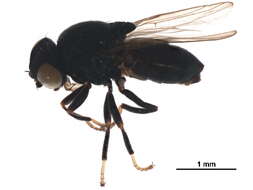 Image of Carnoidea