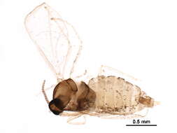 Image of Asteromyia