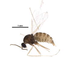 Image of Asteromyia