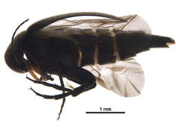 Image of tumbling flower beetle