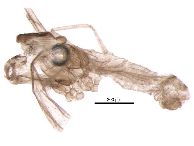 Image of Asteromyia