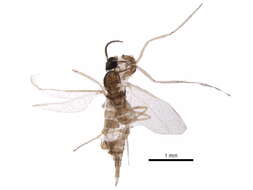 Image de Asteromyia