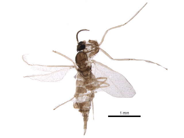 Image of Asteromyia