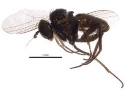 Image of Chrysotus