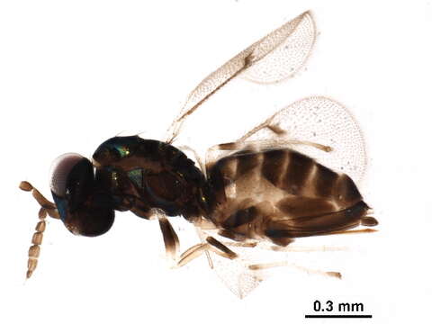 Image of Parasitoid wasp