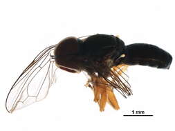 Image of Pipunculus elegantulus Williston 1892
