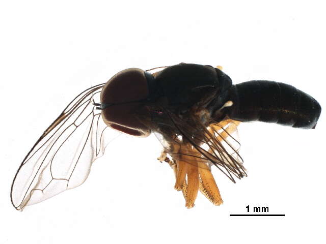 Image of Pipunculus elegantulus Williston 1892