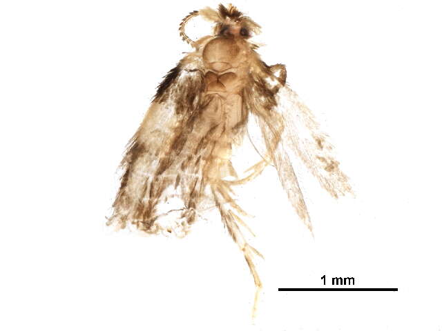 Image of Stigmella nigriverticella (Chambers 1875) Newton et al. 1982