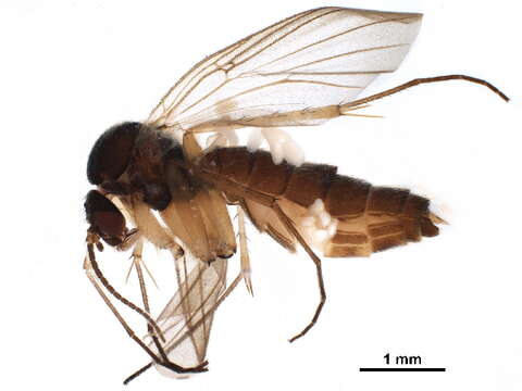 Image of Sciophila