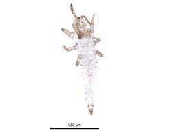 Image of Cephalothrips