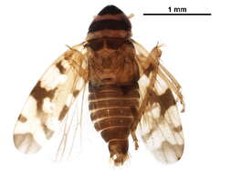 Image of Xestocephalus