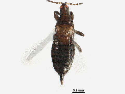 Image of Pseudophilothrips