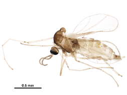 Image of Asteromyia