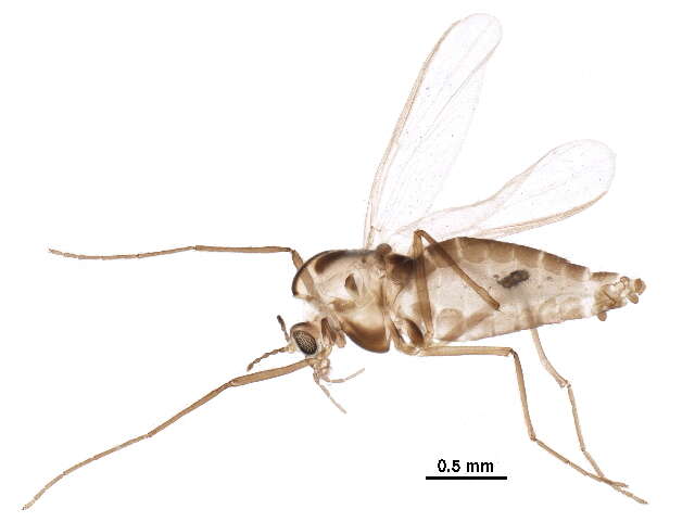 Paraphaenocladius resmi