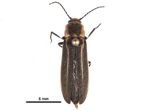 Image de <i>Denticollis denticornis</i>