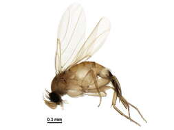 Image of Ant-decapitating Flies