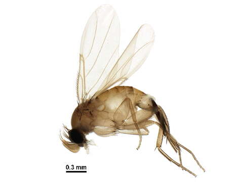 Image of Ant-decapitating Flies