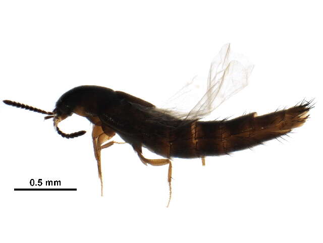 Image of rove beetles