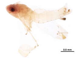 Image of Erythridula