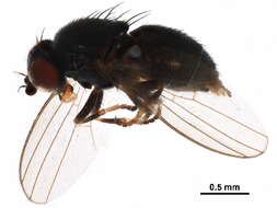 Image of aphid flies