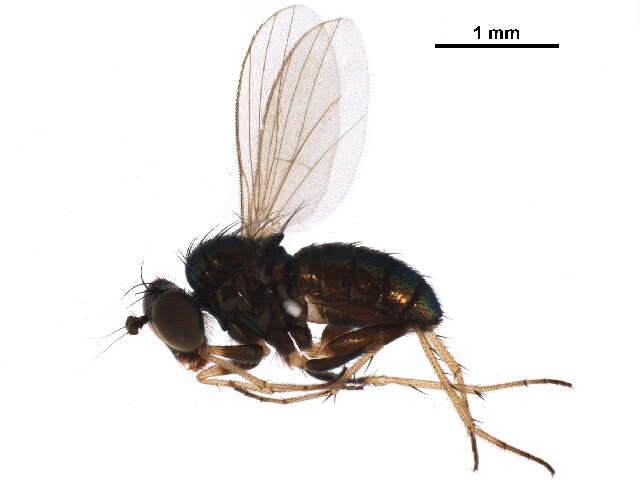 Image of Chrysotus