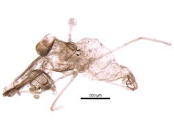 Cerodontha resmi