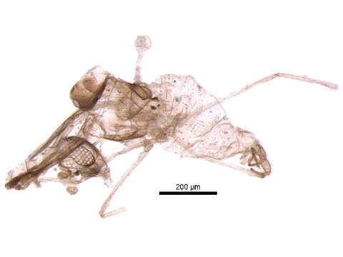 Cerodontha resmi