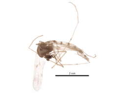 Image of Tanypodinae